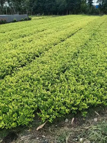 绿化工程一级技术交底记录