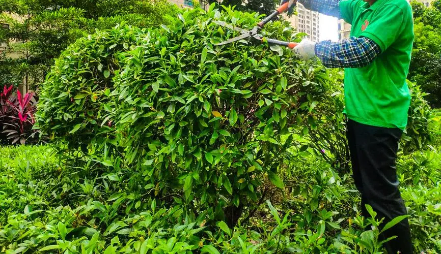 邵阳市城南1号绿化工程