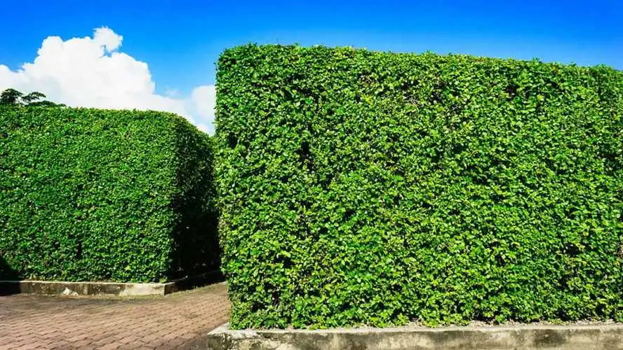 移植技术在园林绿化施工中的应用